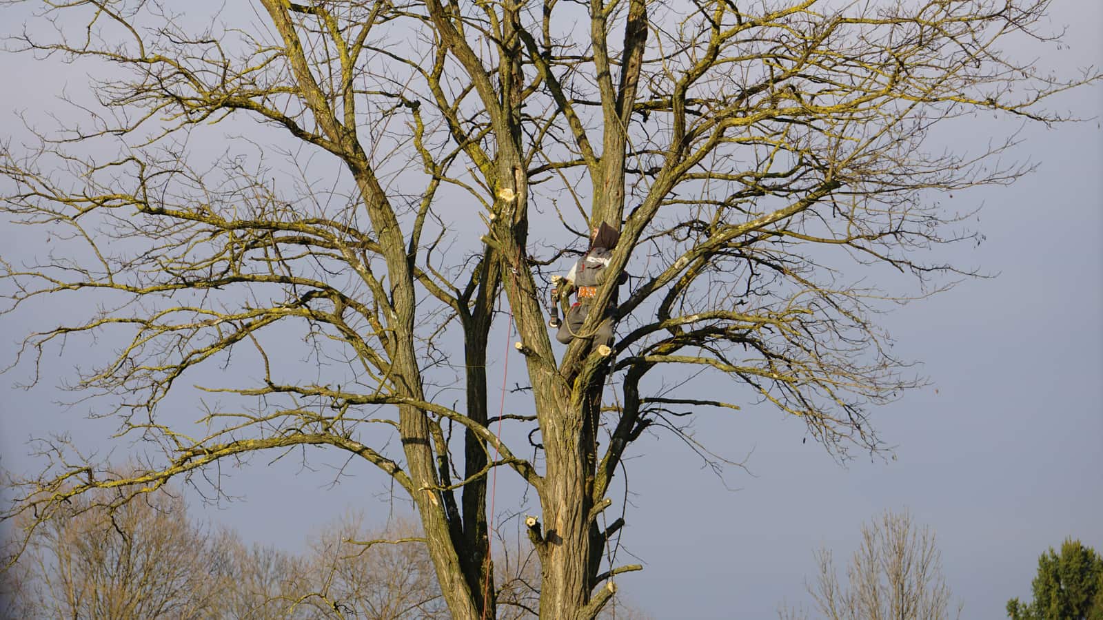 Big Mountain Tree Service crew at work