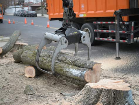 Tree removal project in Columbia Falls, MT