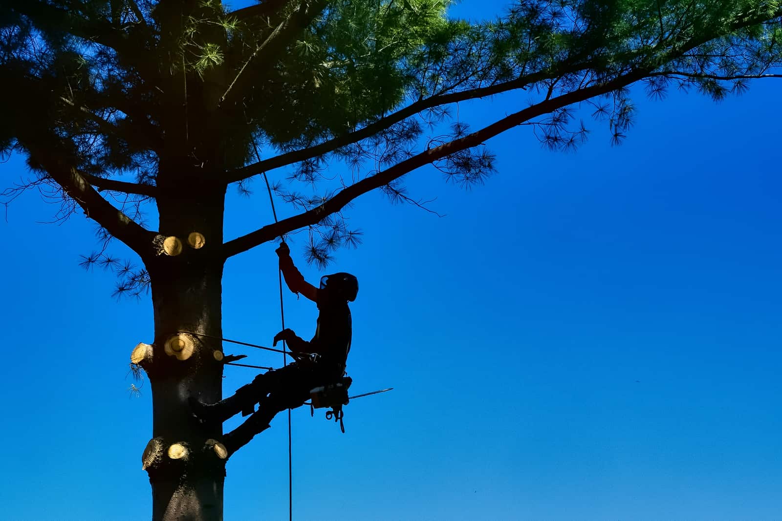 Tree health and cabling service in Columbia Falls, MT