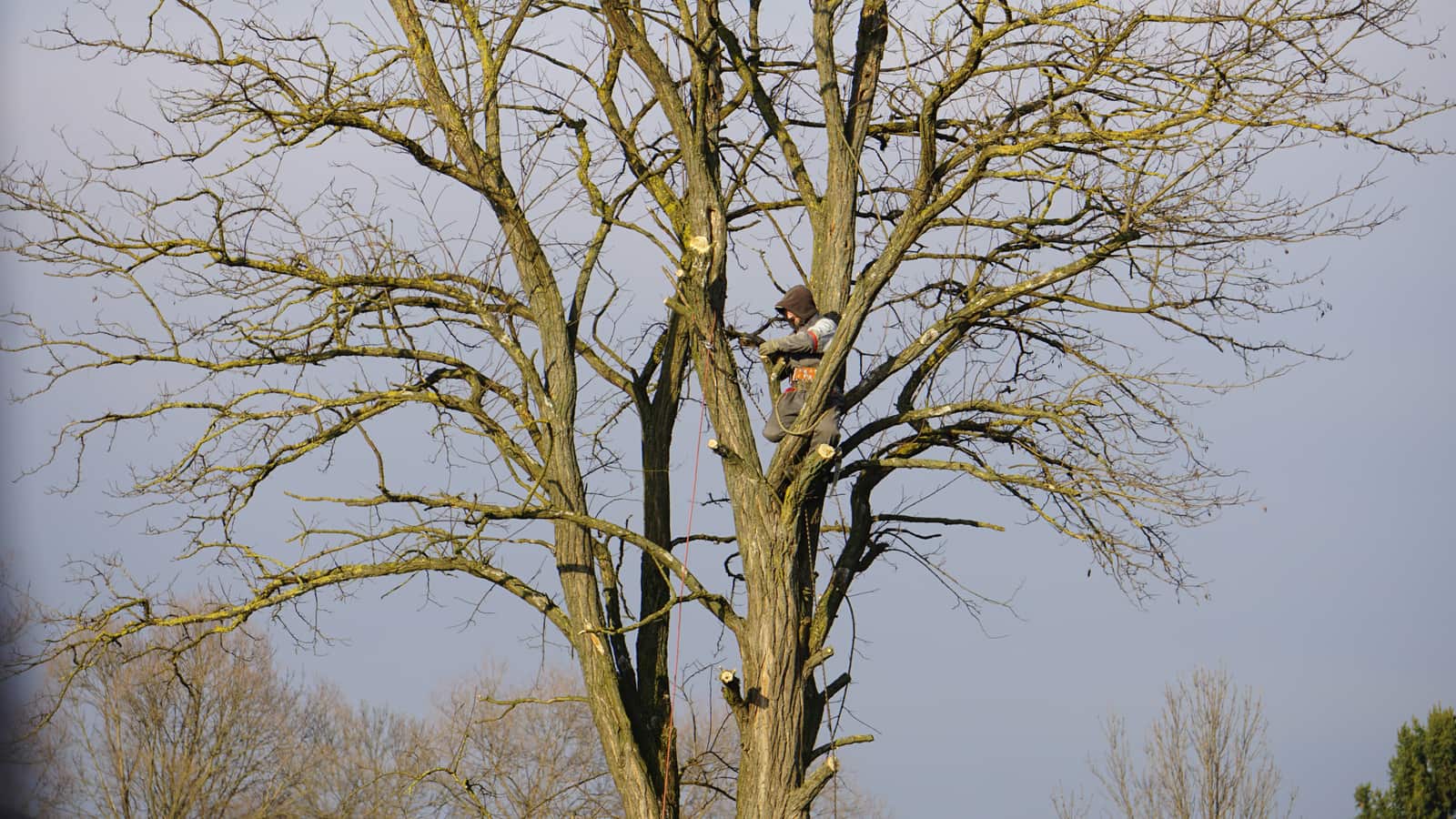 Tree trimming service in Columbia Falls, MT